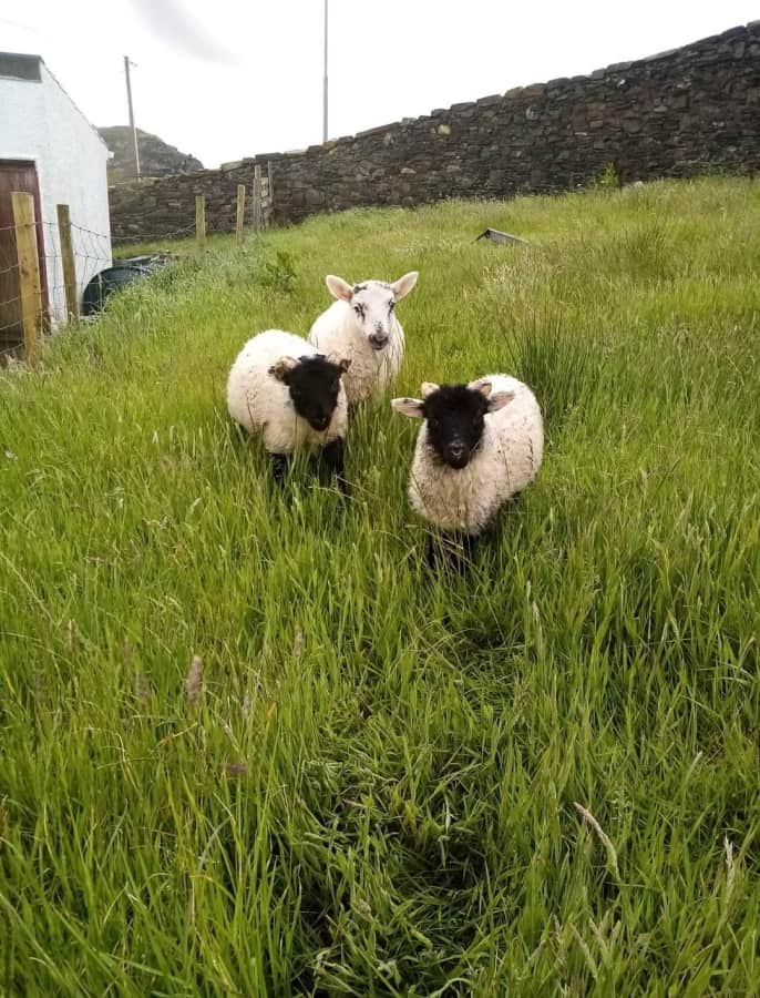 three-sheep-on-a-lawn-county-donegal-ireland-wild-atlantic-way